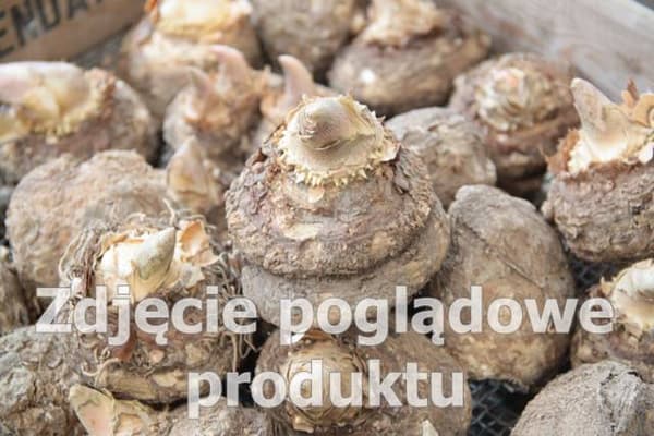 Dracunculus vulgaris dragelilje 1 stk.
