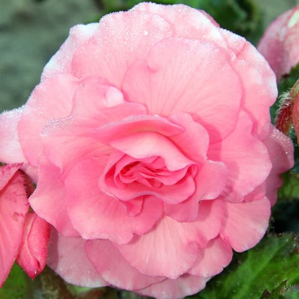 Begonia grandiflora dobbelt pink 5 stk.