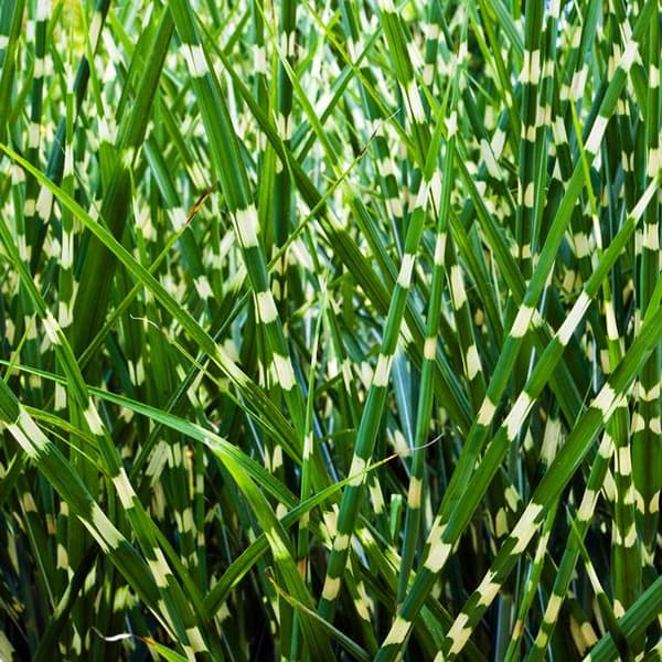 Miscanthus Miscanthus chinensis Strictus Græs 1 stk.