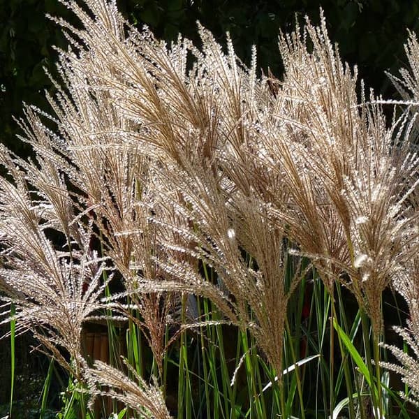 Miscanthus Kiinanheinä (Miscanthus Malepartus) 1 kpl.