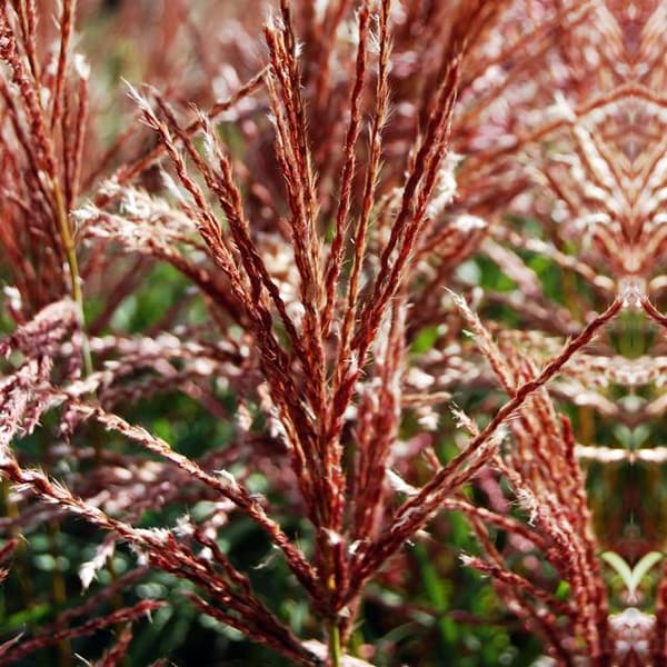 Miscanthus Miscanthus Ferner Osten Gräs 1 st.