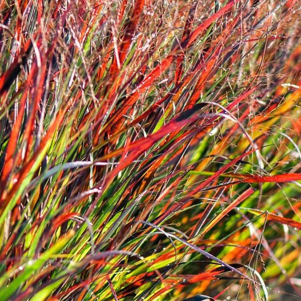 Panicum Millet Rotstrahlbusch Koristeheinä 1 kpl.