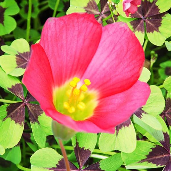 Oxalis Deppei Pink oxalis 10 stk.