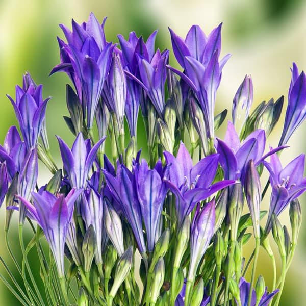 Brodiaea laxa Californisk hyacint 100 stk.