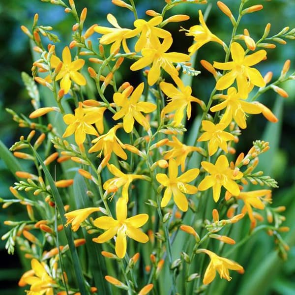 Crocosmia Crocosmia George Davison 5 kpl.