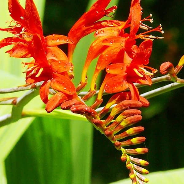 Crocosmia Crocosmia Cynobrówka Prinsesse 5 stk.