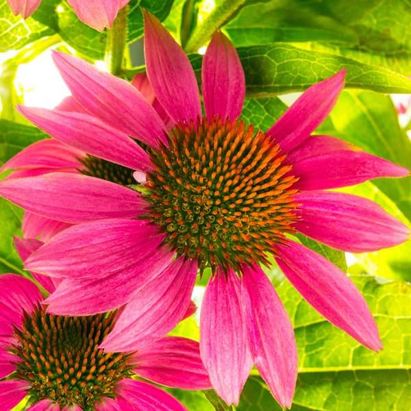 Echinacea Lyserød solhat 1 stk.