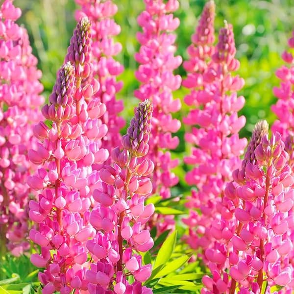 Lupinus Lupin flerårig pink 1 stk.