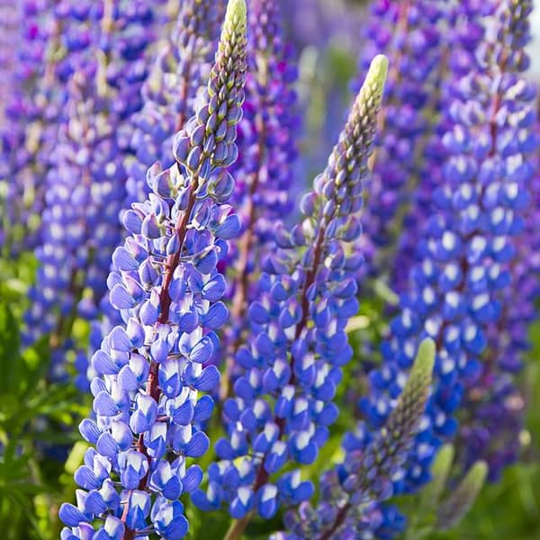Lupinus monivuotinen lupiini sininen 1 kpl.