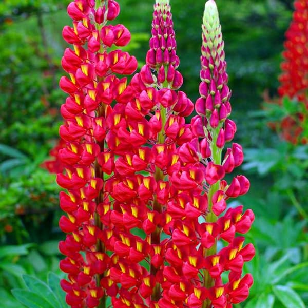 Lupinus Flerårig lupin röd 1 st.