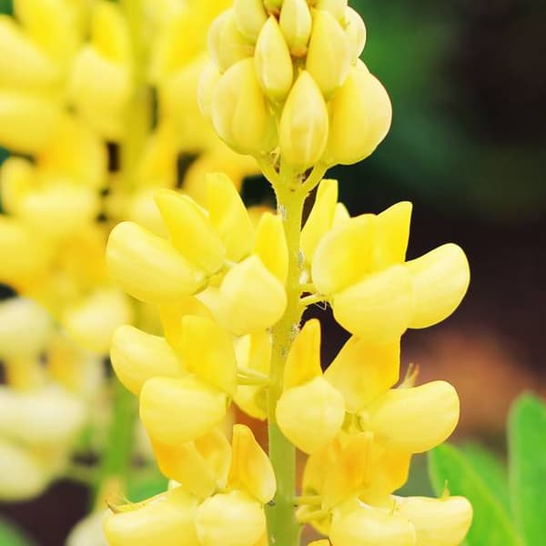 Lupinus Flerårig lupin gul 1 stk.