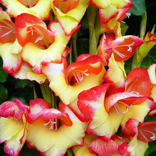 Gladiolus nanus Dvärggladiolus Las Vegas 5 st.