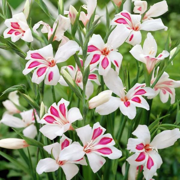 Gladiolus nanus Dvärggladiolus Prins Claus 5 st.