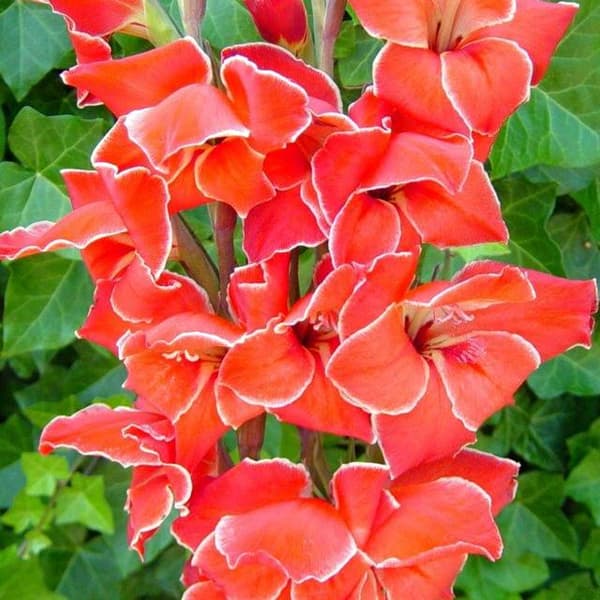 Gladiolus nanus Kääpiögladiolus Atom 5 kpl.