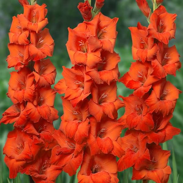 Gladiolus Gladiolus storblomst. Jagtsang 5 stk.