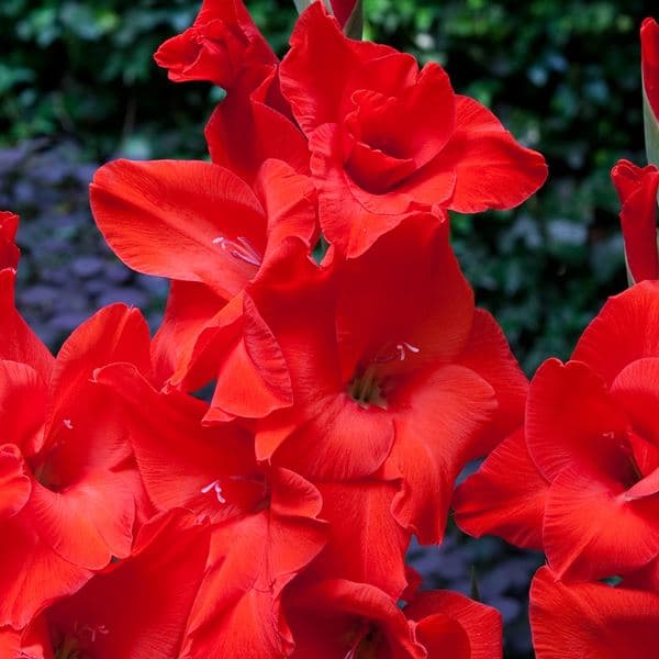 Gladiolus Gladiolus storblomstret Advance Rød 5 stk.