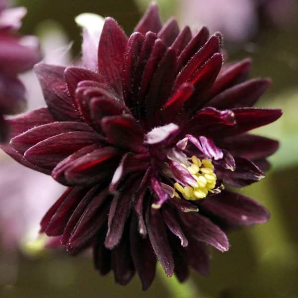 Aquilegia Orlik fuld Barlow Sort 1 stk.