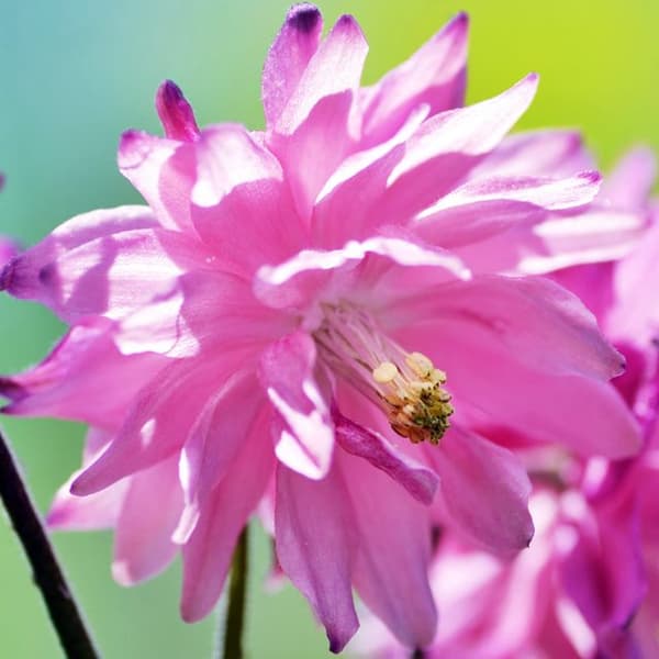 Aquilegia Columbine full Barlow Rosa 1 st.