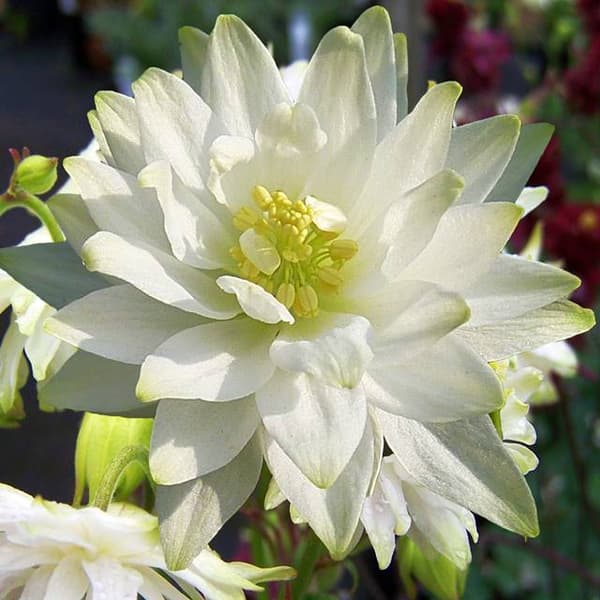 Aquilegia Columbine full Barlow White 1 st.