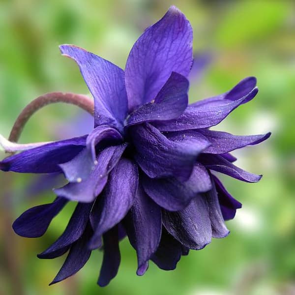 Aquilegia Orlik fuld Barlow Blå 1 stk.