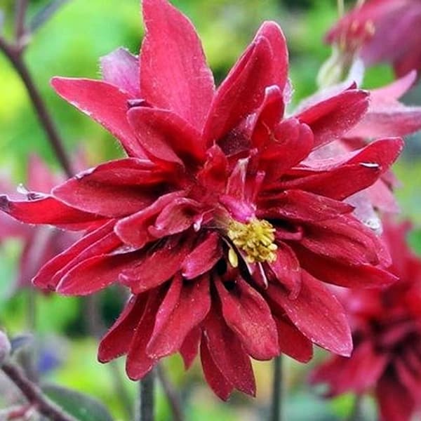 Aquilegia Columbine fuld Barlow Rød 1 stk.