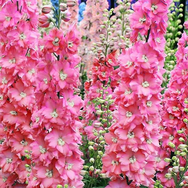 Kukkakannus (Pink) 1 kpl.