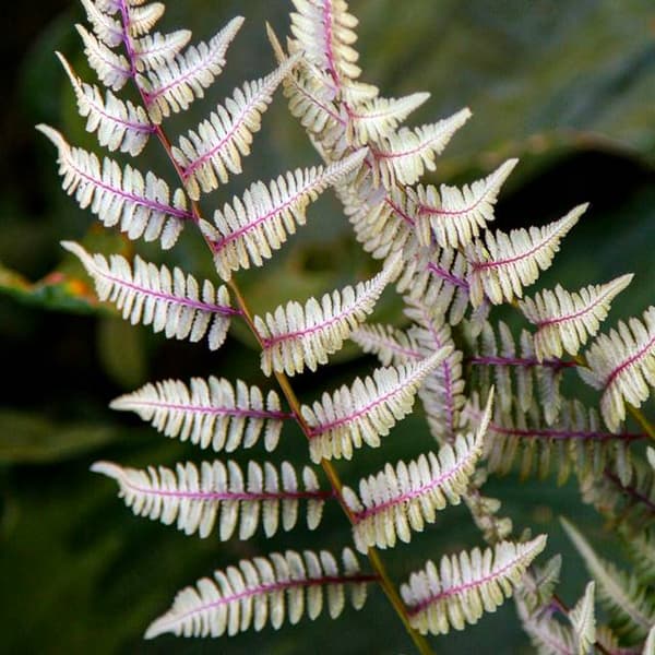 Fern Pictum -tulikärhö 1 kpl.