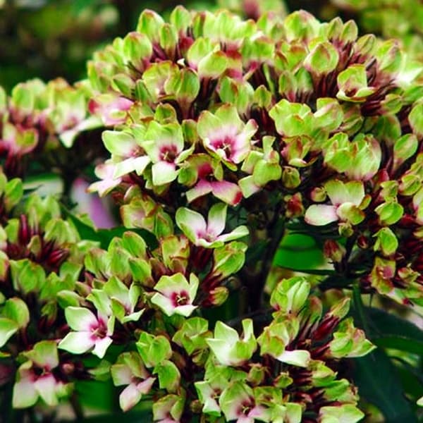 Phlox Flox Flame panikulært sorbetblanding 1 stk.