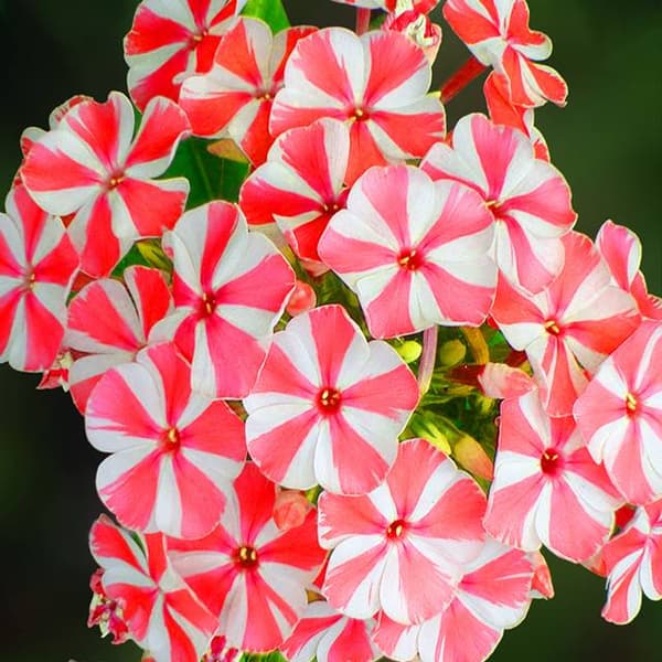 Phlox Flox Flame Pebermynte Twist 1 stk.