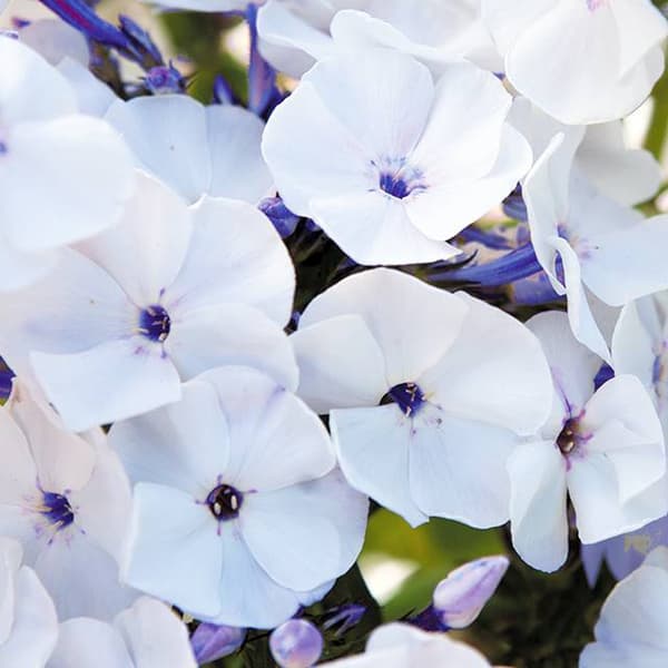 Phlox Flox Blue Ice vippa 1 st.