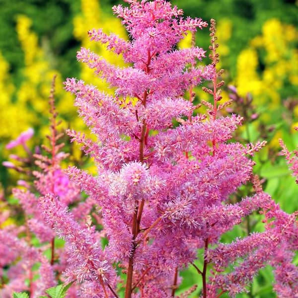 Astilbe Arends Superba 1 stk.