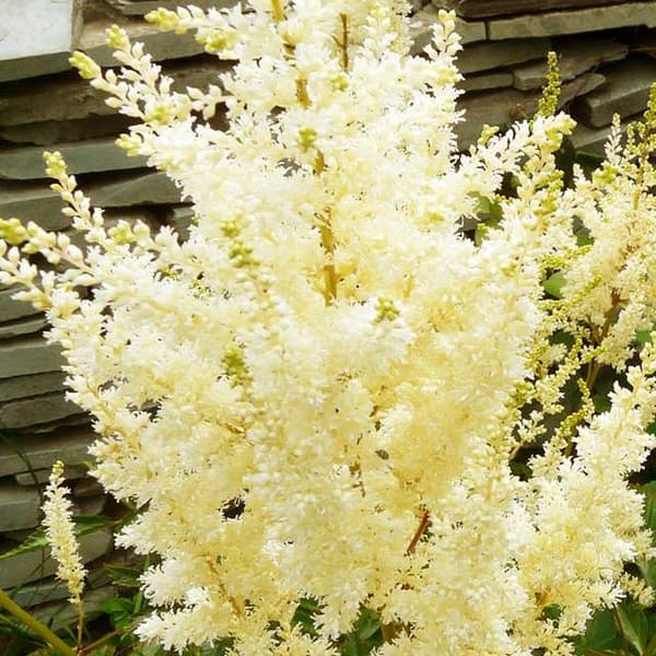 Astilbe Arendsa Deutschland 1 kpl.