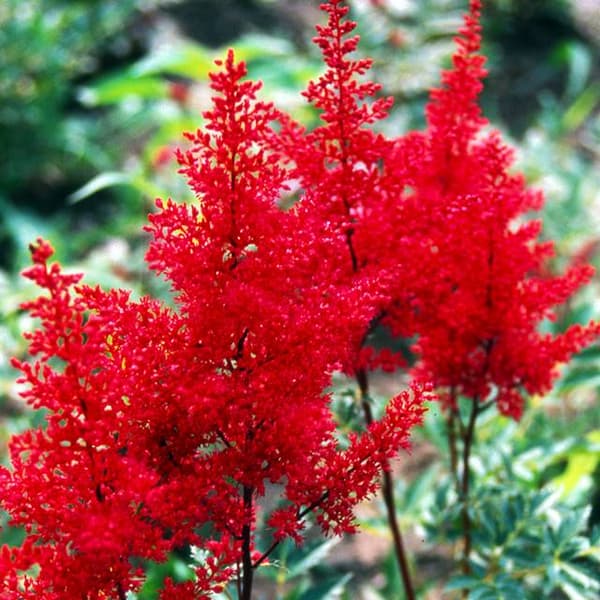 Astilbe Astilbe Arendsa Else Schluck 1 stk.
