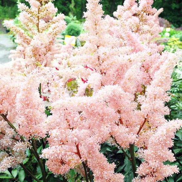 Astilbe Arends Peach Blossom 1 kpl.