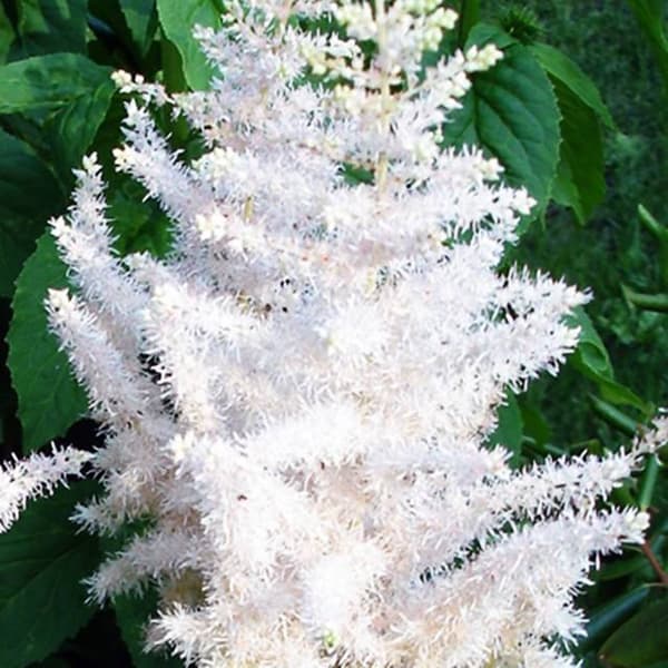 Astilbe Arends vit Astilbe 1 st.