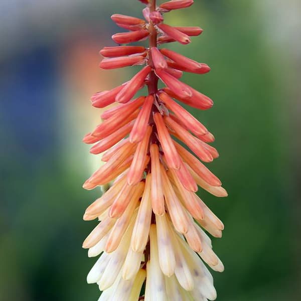 Kniphofia Toffee Nose Seed 1 stk.