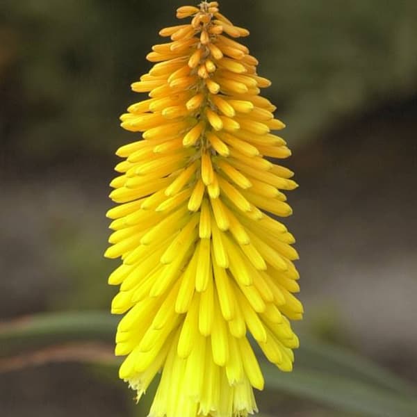 Kniphofia Trytoma Minister Verschuur 1 stk.