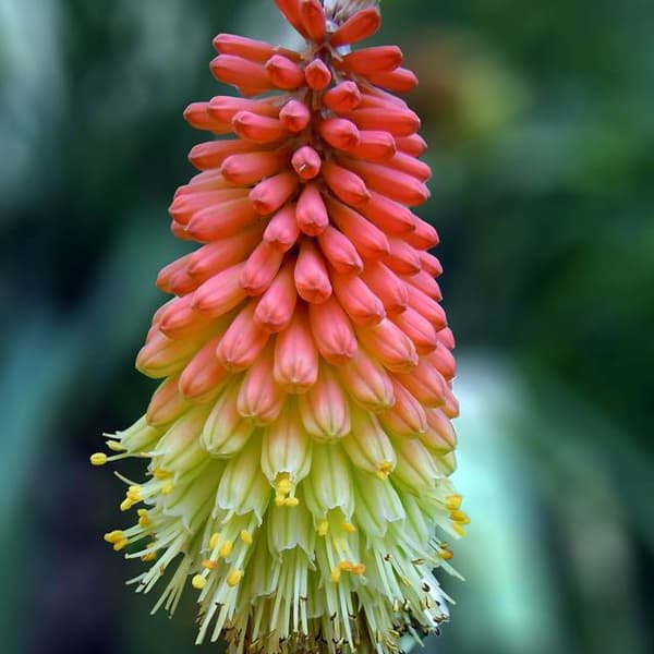 Kniphofia Trytoma hydatidiforme Uvaria 1 st.