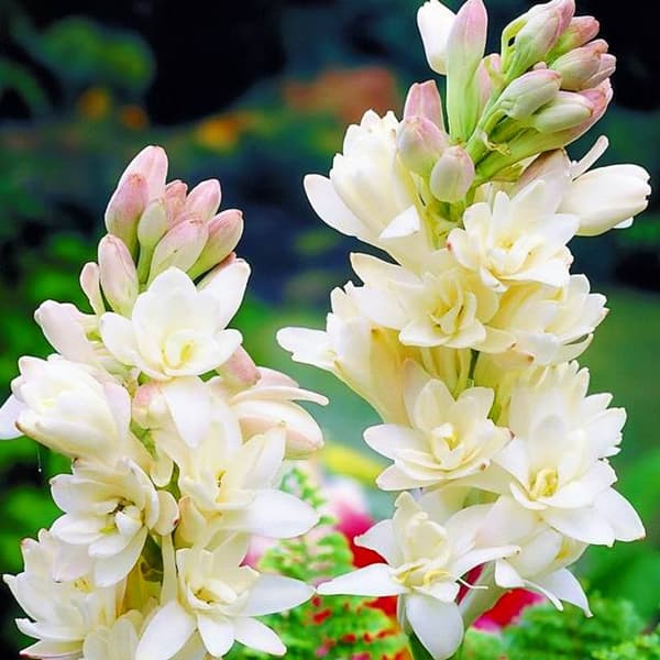 Polianthes tuberosa Tuberose 1 stk.