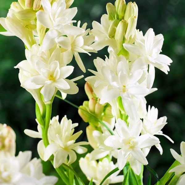 Polianthes tuberosa Tuberose 1 stk.