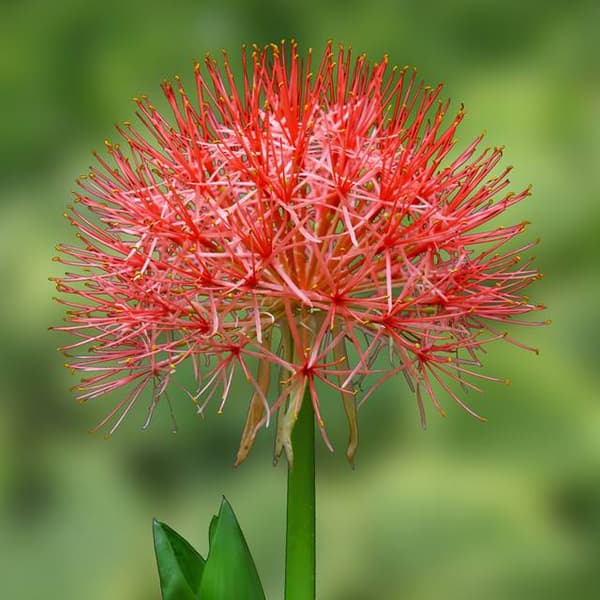 Scadoxus multiflorus Katariinanpunainen 1 kpl.