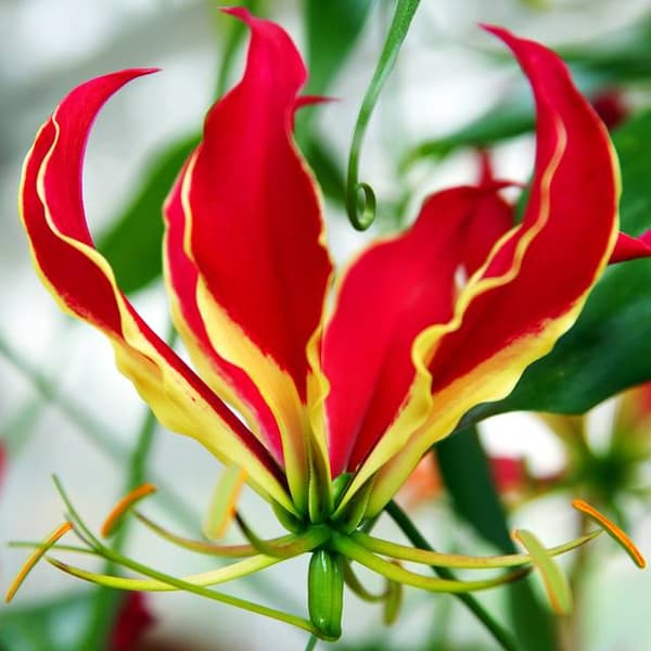 Gloriosa Rothschildiana Gloriosa Rothschildiana 1 kpl.
