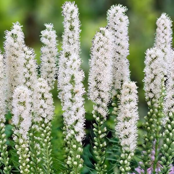 Liatris spicata Alba Liatris valkoinen 10 kpl.