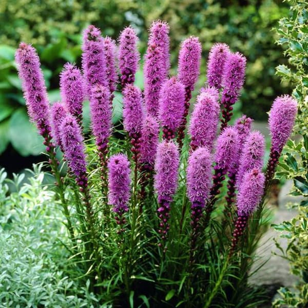 Liatris spicata Purppura liatris 10 kpl.