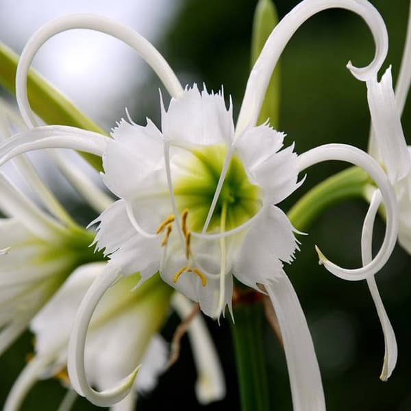 Hymenocallis festalis Ismena hymenoptera 1 stk.