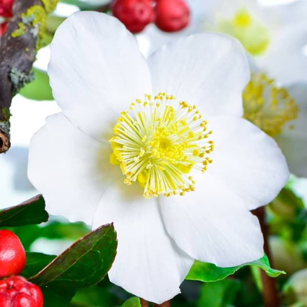 Helleborus niger Hvid nyserod 1 stk.