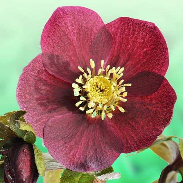 Helleborus Purpurascens Rød hellebor 1 stk.