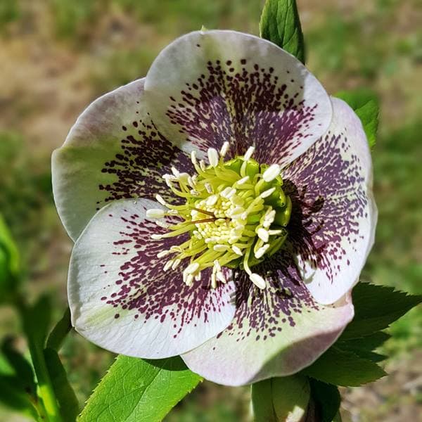 Helleborus Hellebore Bollene 1 stk.