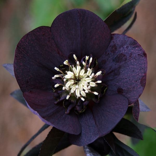 Helleborus Helleborus Black Beauty 1 st.