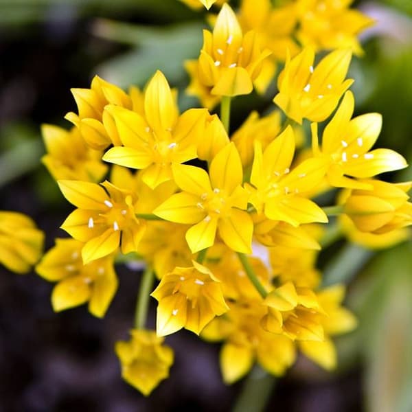 Allium moly Gyllene vitlök 100 st.